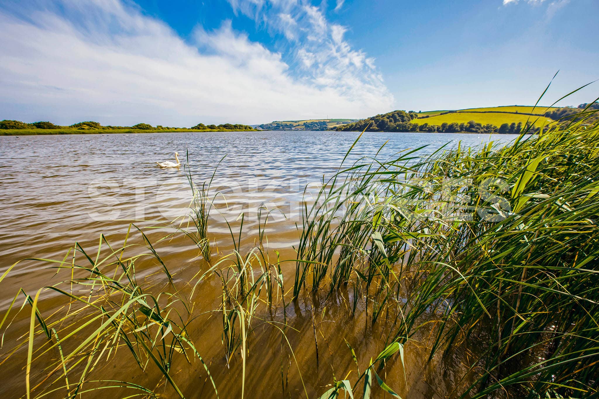 Landscape image of a swim swimming on the Slapton Ley Nature Reserve in the sunshine.